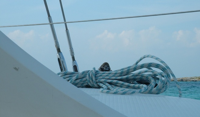 Allan's Cay Bird